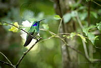 MASM06853 Colibri cyanotus.jpg