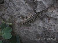 JLE0074 Uta stansburiana.jpg
