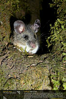 raton.jpg