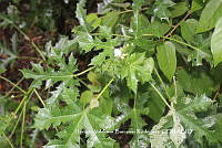 HVBR0058 Cnidoscolus aconitifolius.JPG