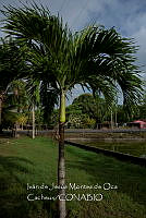 IMDOC4150 Adonidia merrillii.jpg