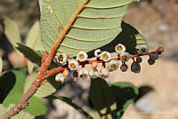 SL0995 Clethra hartwegii.jpg