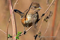 JRRO0562 Pipilo maculatus.jpg