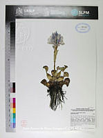 JAdNV0297 Eichhornia crassipes.JPG