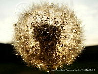 JBSA001 Taraxacum officinale.jpg