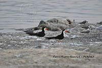 HJ6- 0223- Rynchops niger, Chlidonias niger.jpg