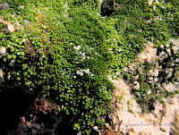 BDP0004 Caulerpa verticillata.jpg