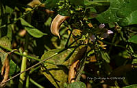 FBA1454 Mucuna pruriens.jpg