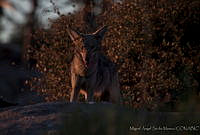 MASM00783 Canis latrans.jpg