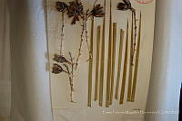 EFMH0031 Yucca thompsoniana.JPG