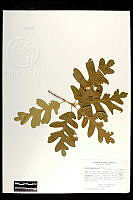 101803 Quercus gambelii.jpg