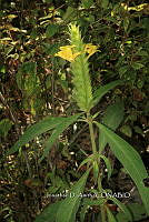 Yolox 3652 Barleria oenotheroides.jpg