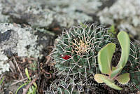 ZAPF0537 Mammillaria magnimamma.jpg