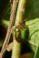 SM0565 Charidotella succinea.jpg