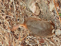 MCS IM0141 Sylvilagus graysoni graysoni.jpg