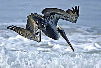PC0034 Pelecanus occidentalis.jpg