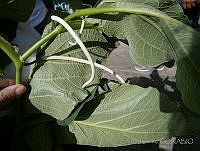 CJ0006 Piper auritum.jpg