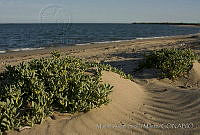 MASM03749 Batis maritima.jpg