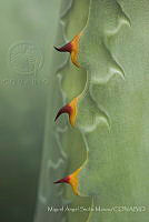 MASM08225 Agave sp..jpg