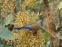 CGL2261 Turdus rufopalliatus.jpg