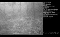 FJBL0135 Emberizidae.jpg