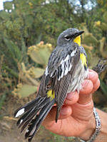 KMS0020 Setophaga coronata.jpg