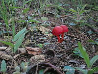 MIVM01 Hygrocybe coccinea.jpg