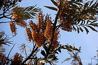  CGL2509 Grevillea robusta.jpg
