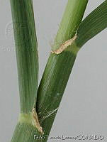 PTL2136 Chloris gayana.jpg