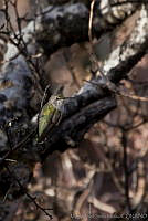 MASM00734 Calypte costae.jpg