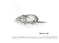 MARL0439 Megasorex gigas.jpg