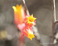 SL0697 Echeveria subalpina.jpg
