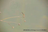 PJ016 0626 Hetaerina americana.JPG