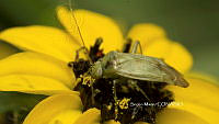 SM0254 Taylorilygus apicalis.jpg