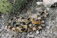 EGP0219 Pituophis deppei.jpg