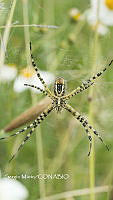 SM0045 Argiope trifasciata.jpg