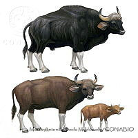 MAPM1224 Bos gaurus.jpg