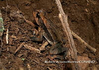 AMM05 Incilius spiculatus.jpg