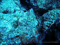 VDLCF0777 Elacatinus oceanops.jpg