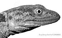 SSS0004 Xenosaurus rectocollaris.JPG