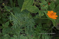 Yolox 235 Cosmos sulphureus.jpg