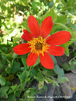 RRR0329 _Dahlia coccinea.jpg