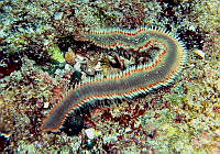 CMGV0019 Eurythoe complanata.jpg