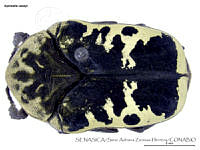 SAZH0336 Gymnetis thula.jpg