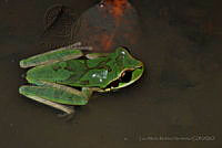 LAMH021 Smilisca baudinii.jpg