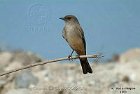 GRC0039 Sayornis saya.jpg