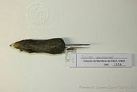 FXGC0241 Sorex saussurei.jpg
