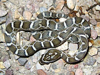 JLE0054 Pantherophis emoryi.jpg