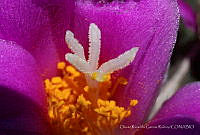 ORGR Ariocarpus kotschoubeyanus.jpg