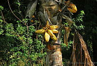 CD0193 Heliconia sp..jpg